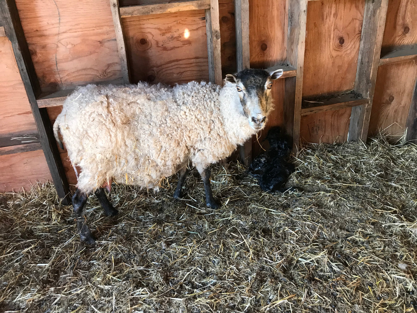 Natural Fiber Gotland Wool Yarn