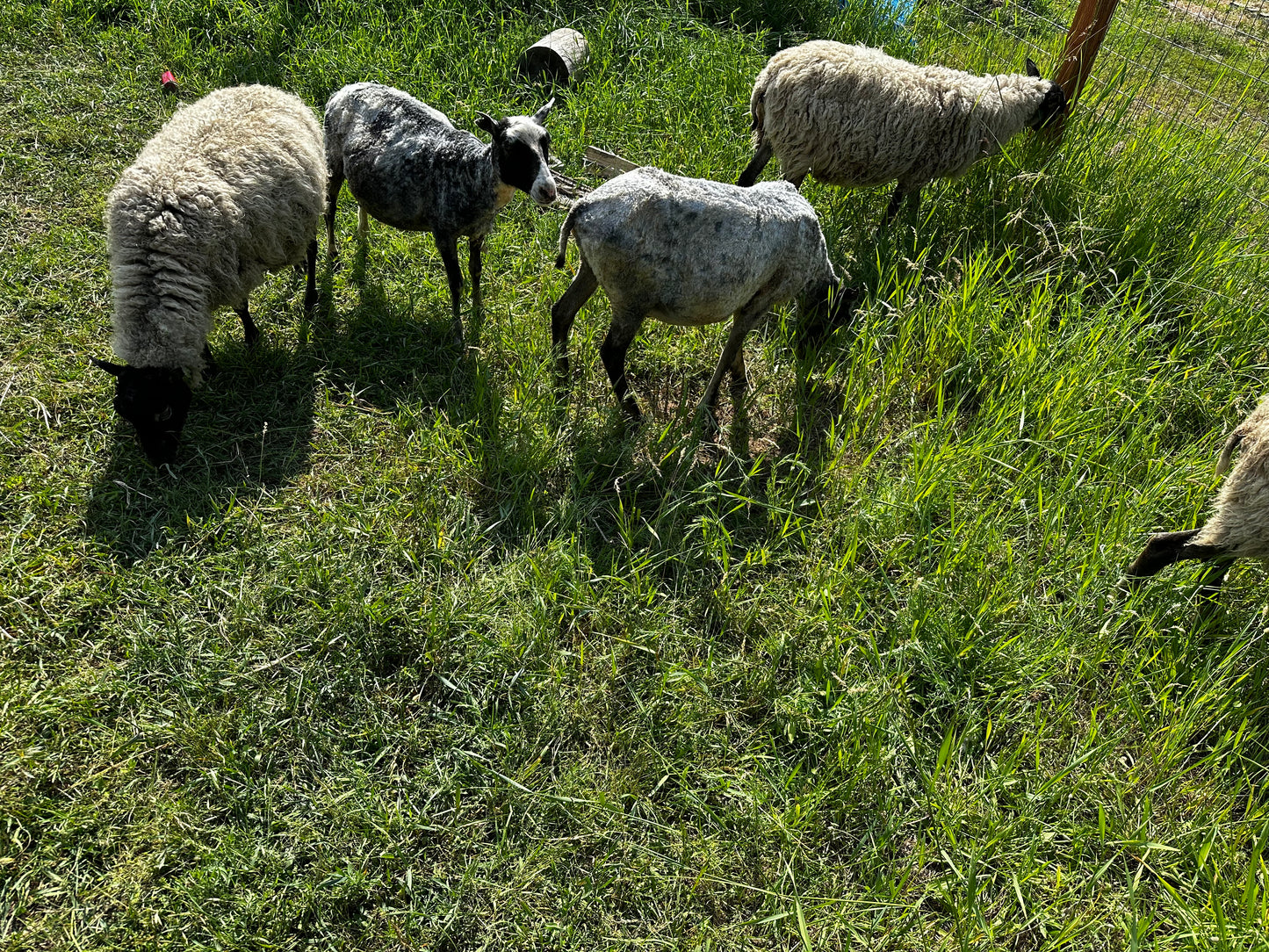 Natural Fiber Gotland Wool Yarn