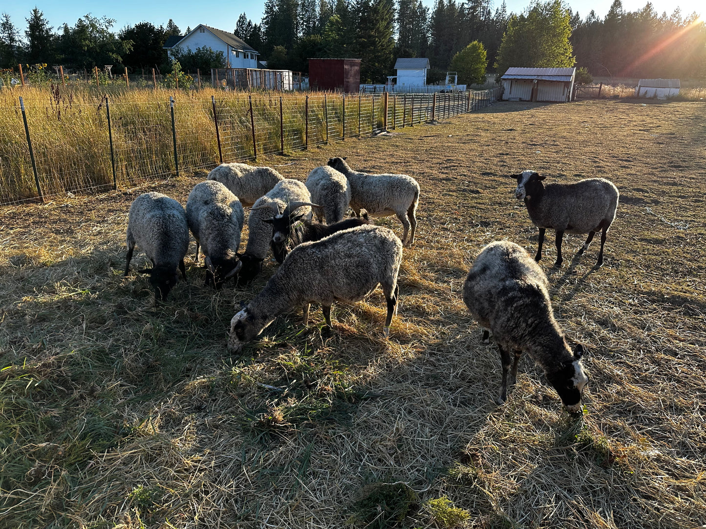 Natural Fiber Gotland Wool Yarn
